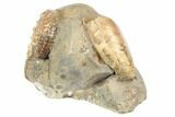 Two Fossil Ammonites (Hoploscaphites & Jeletzkytes) - South Dakota #189354-4